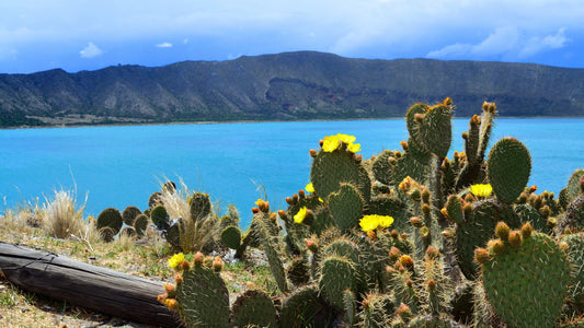 Tour Cantona, Laguna y Hacienda
