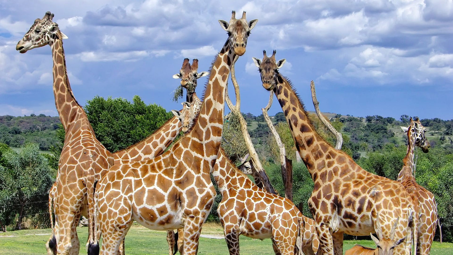 Tour Africam Safari